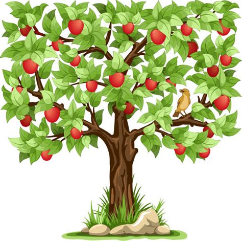 Royalty Free Apple Tree Clip Art, Vector Images & Illustrations - iStock