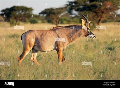 Roan antelope in natural habitat Stock Photo - Alamy