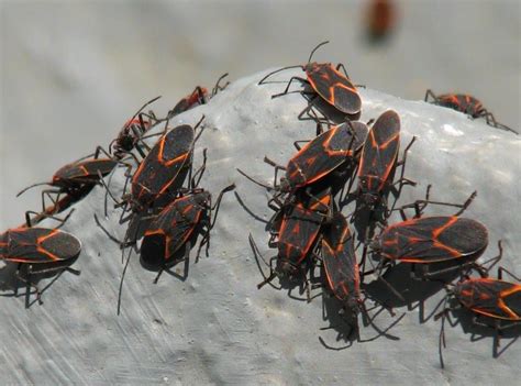 How to Get Rid of Boxelder Bugs: Easy Control & Prevention Guide