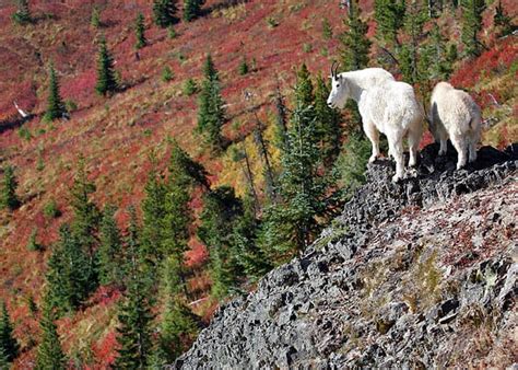 Mount Rainier National Park Wildlife | Visit Rainier