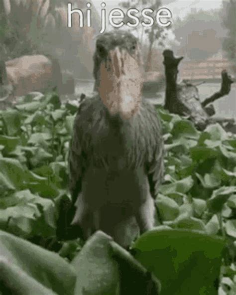 Shoebill Stork Jesse GIF - Shoebill Stork Jesse - Discover & Share GIFs