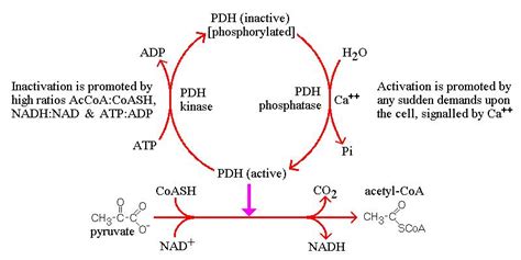 Pyruvate Dehydrogenase Complex - USMLE Strike