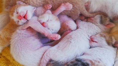 Cute Baby Kittens And Puppies Sleeping