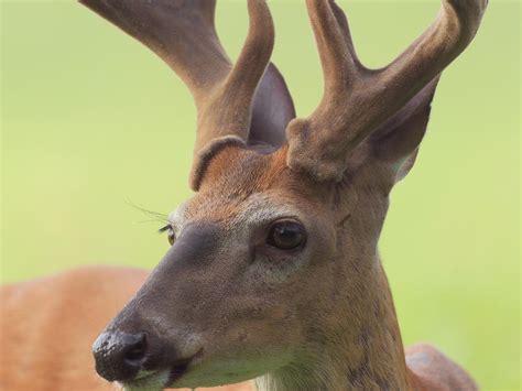 Why bucks shed their antlers | Mississippi State University Extension Service