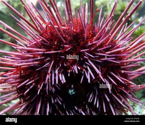 detail of a red sea urchin Stock Photo - Alamy