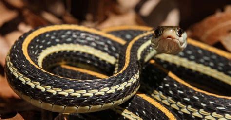 Black snake with yellow stripes: what could it be?