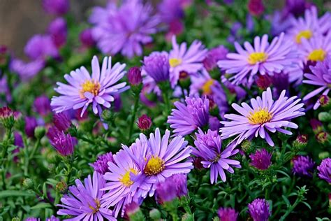 purple flowers photography, herbstastern, asters, autumn, flowers, flower bed, garden, purple ...