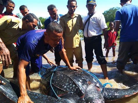 Penyu Belimbing yang Terjerat Jaring Itu Akhirnya Dibebaskan - Mongabay.co.id