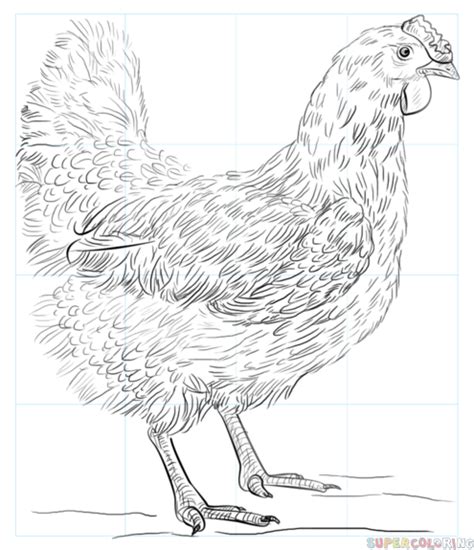 How To Draw A Realistic Chicken