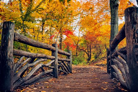 path, Leaves, Nature, Fall, Trees, Autumn, Autumn, Splendor Wallpapers HD / Desktop and Mobile ...