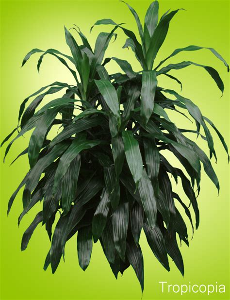 Dracaena Janet Craig - How to Grow Care Guide | Houseplant 411 - How to Identify and Care for ...