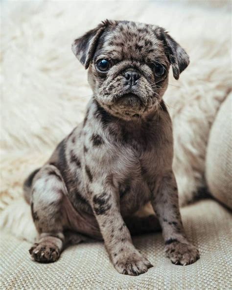 8 MONTH old baby pug #Stilton | Baby pugs, Cute pug puppies, Cute pugs