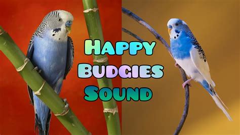 Budgies Happy Sound | Parakeets Chirping Sound | Budgie Bird Singing ...