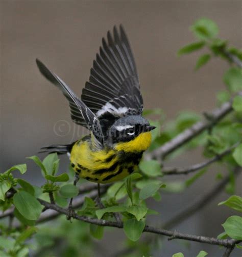 Magnolia Warbler - Window to Wildlife - Photography by Jim Edlhuber