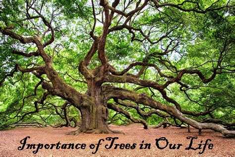 Why Plant Trees?: Importance of Trees in Our Life