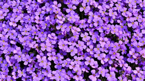 1366x768 Purple Flowers Background 5k Laptop HD ,HD 4k Wallpapers ...