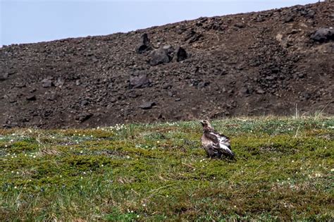 Where to see wildlife in Denali National Park