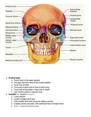 Facial Bones handout 02 - 1. Maxillae bones a. Paired unite to form upper jawbone b. Articulate ...