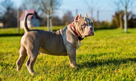 American Bully - A-Z Animals