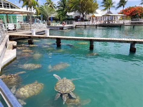 Turtle Farm Grand Cayman Review (2024) - All You Need To Know