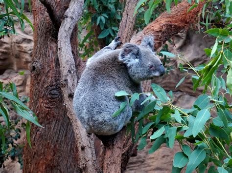 Sydney: Darling Harbour Attractions | American Family Travels