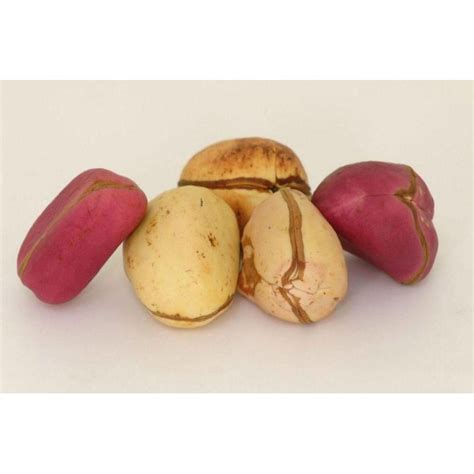 Coca Cola - Kola nut Seeds (Cola acuminata) - Price: €9.50