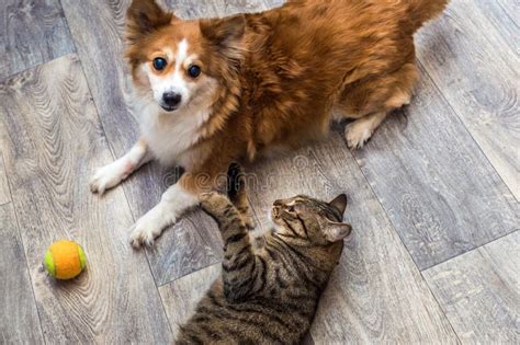 Cat and Dog Playing Together in Apartment with a Ball. Closeup Portrait Stock Photo - Image of ...