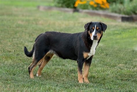 Greater Swiss Mountain Dog Puppies For Sale | Lancaster, PA #281338