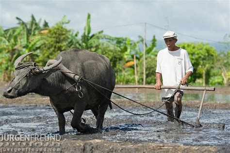 Filipino farmer and his trusted carabao plowing the fields to prepare it for planting rice ...