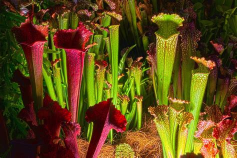 Carnivorous Plant Seeds – Heartwood Seeds