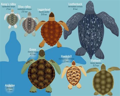 Seven species of sea turtles roam the seas – Sea Turtle Preservation ...