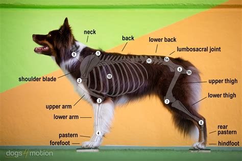 Know-how for dog fitness: Understanding weight distribution is the key