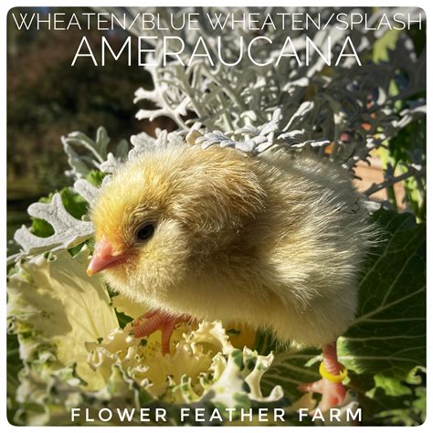 Flower Feather Farm: Chicks & Dahlias