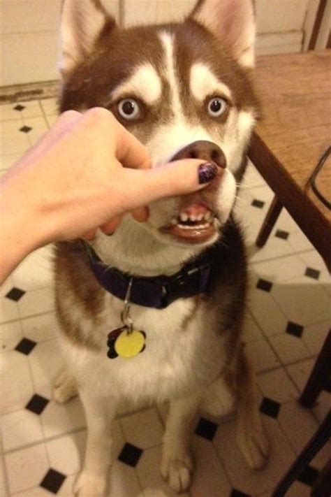 Funny Husky - 36 Funny Husky Face Pictures – Life Criters | Husky funny ...