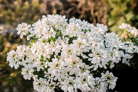 How to Grow Candytuft in Your Garden