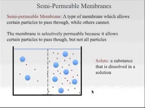 Semi Permeable Membrane Diagram