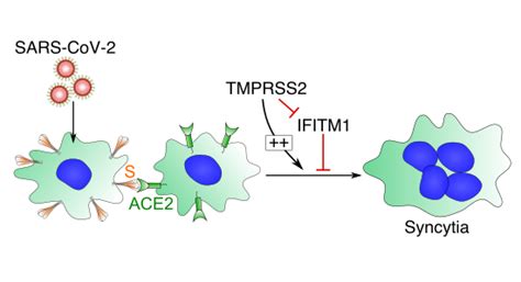 Syncytia formation by SARS‐CoV‐2‐infected cells | The EMBO Journal