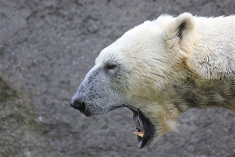 Free Images : wildlife, mammal, close, fauna, polar bear, white bear, brown bear, yawn ...