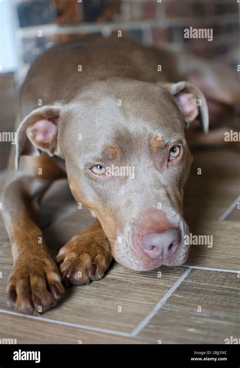 Pretty pitt bull dog portrait lying on floor. Man's best friends looks tired, sad and lonely ...