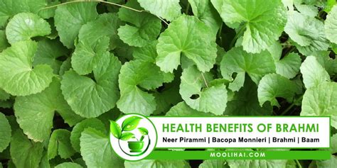 Impressive & Effective Health Benefits of Brahmi Herbs - Moolihai.com