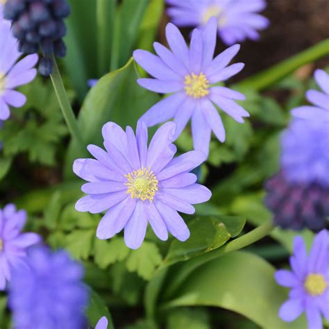 Anemone Blanda Blue Shades - 25 corms - Longfield Gardens