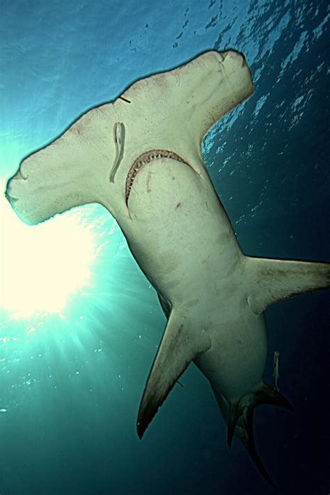 Why Do Hammerhead Sharks Have Hammer-Shaped Heads? IFLScience | vlr.eng.br