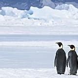 March of the Penguins 2 Photos and Details | POPSUGAR News