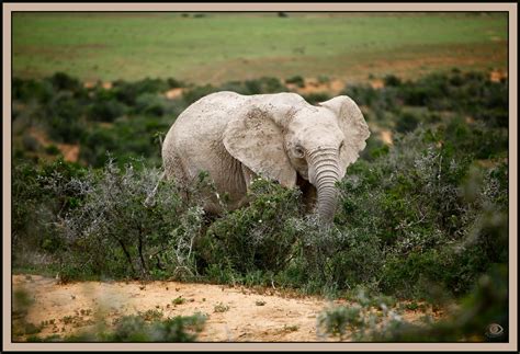 Gallery For > Albino Elephant