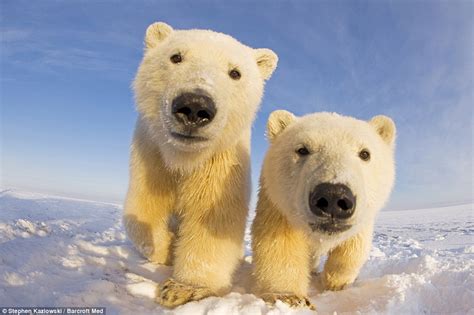 Ice to see you! Curious polar bears get up close and personal with brave wildlife photographer's ...