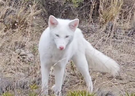 Misterioso zorro albino causa sensación en la Patagonia al ser grabado