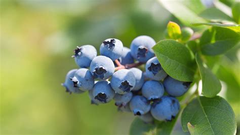 Caring for Fruit Trees and Bushes: Blueberry - Arbor Day Blog