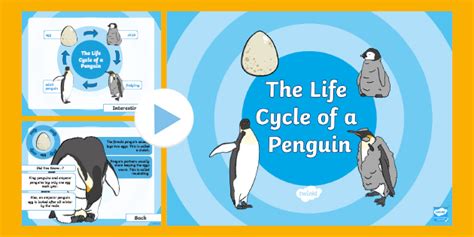 King Penguins Life Cycle