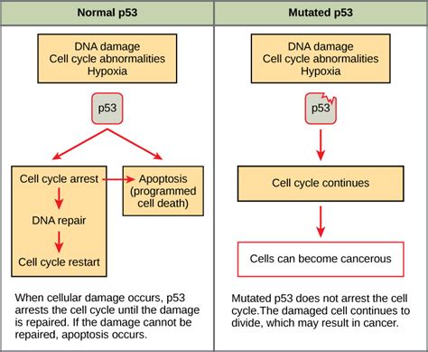 How Do Mutated Tumor Suppressor Genes Affect the Cell Cycle - Pediaa.Com