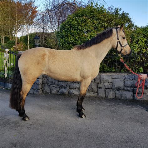 Esme | Kevin Reilly Connemara Ponies